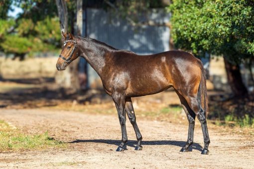 Doubtland X Sandy Desert