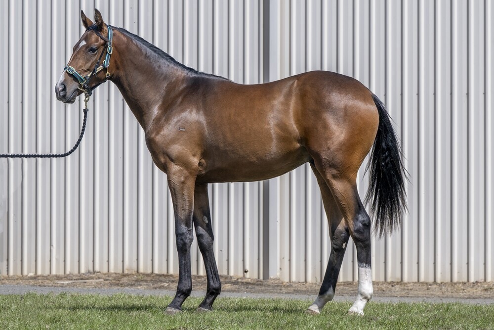 Prince Of Caviar X Ianette